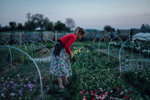 Businessfotografie von Slowflower Blumenbauerin bei Freiburg entstanden bei Businessreportage auf dem Blumenfeld